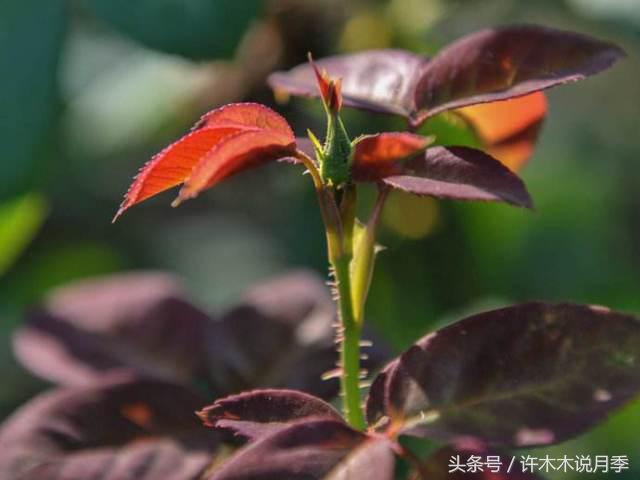 许木木说月季完整版,许木木说月季用药