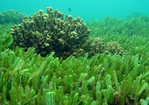 雅诗兰黛密集修护面膜和sk2面膜,雅诗兰黛专柜面膜