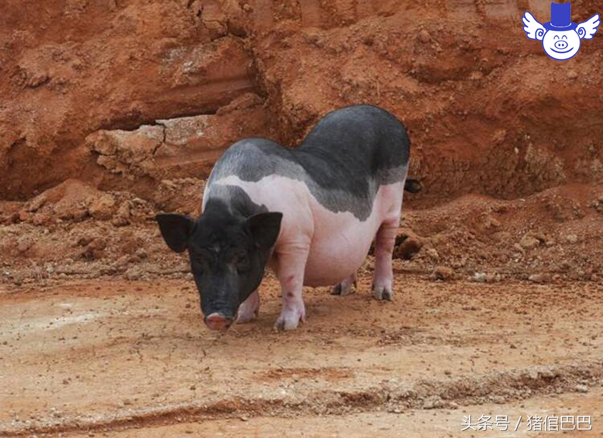 母猪怀孕期不吃料怎么办,妊娠母猪不吃料是什么原因