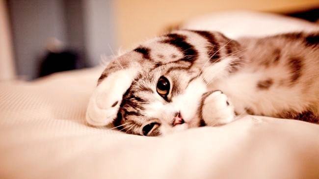 猫咪打喷嚏干呕吐不出来怎么回事,猫咪生病了吐了吃什么药