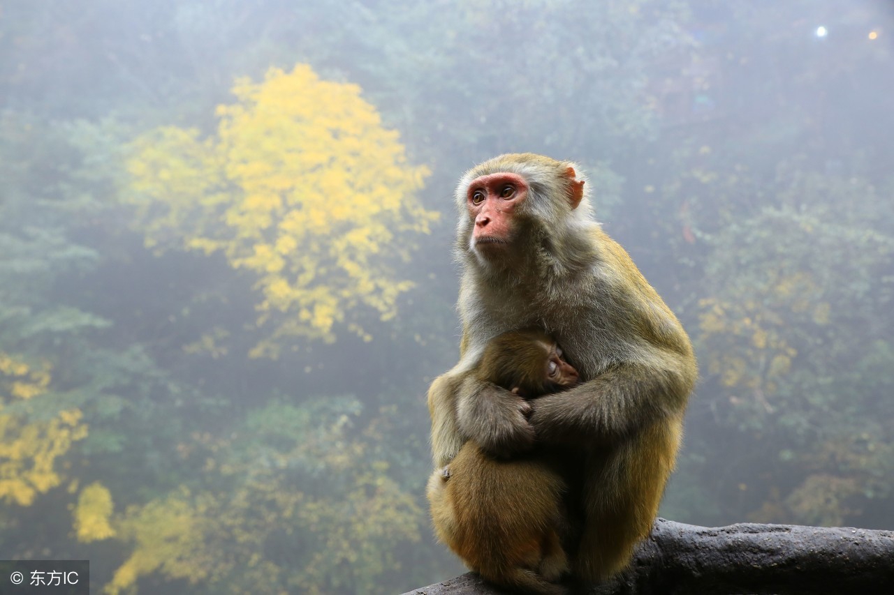 68年属猴什么时候无病无灾交好运,68年属猴人躲不过去的大难