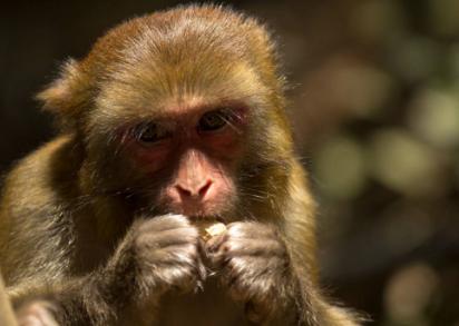 生肖猴的这几年财运怎么样,生肖猴双喜临门的财运