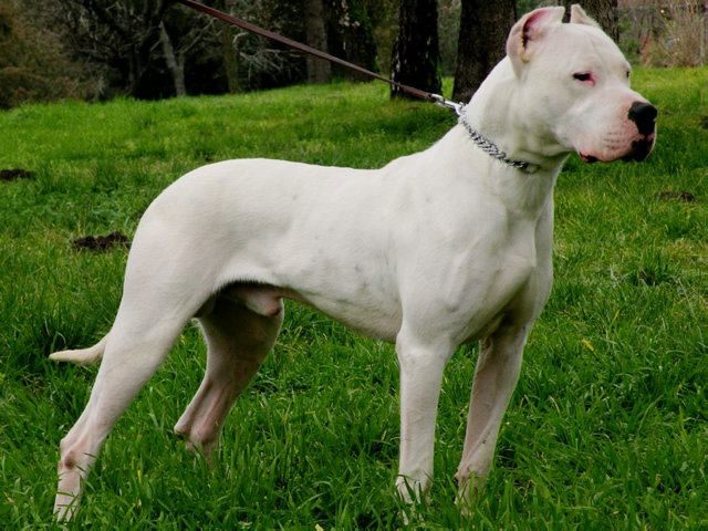 跟着世界杯一起走出国门的狗狗们