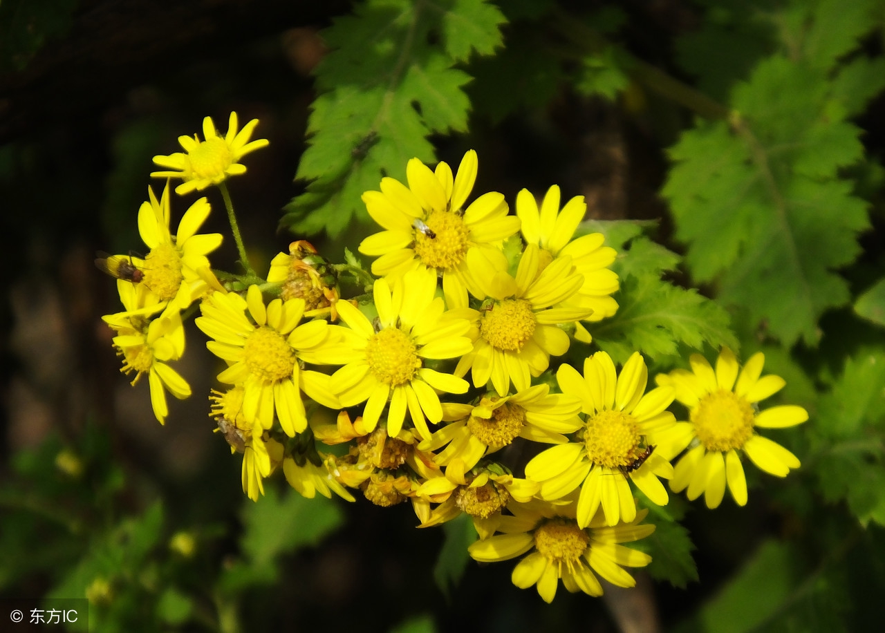 哪种菊花清热解毒清肝明目效果好,什么菊花清热解毒明目