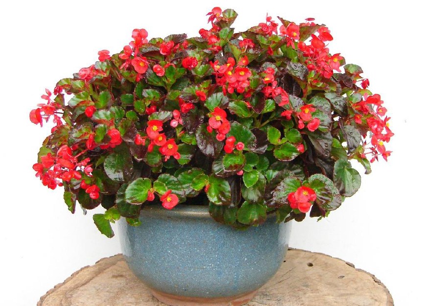 家中养花风水有哪些讲究,家里养花风水好的有哪些