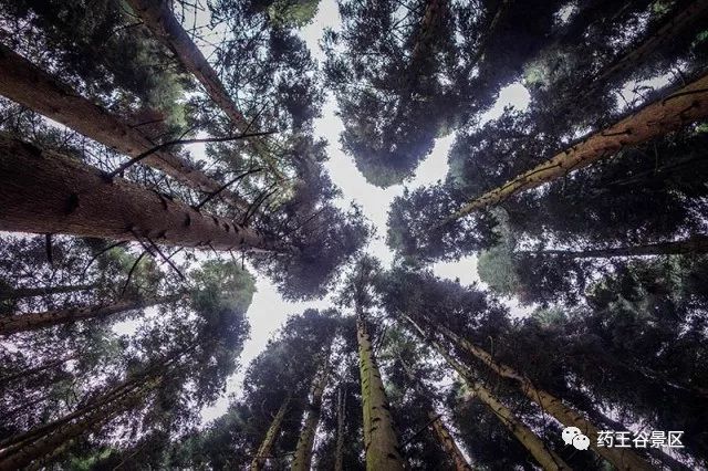 夏至来临，气温攀升，药王谷220两天一夜欢乐避暑体验！黑森林/森林花海/地心峡/水世界……