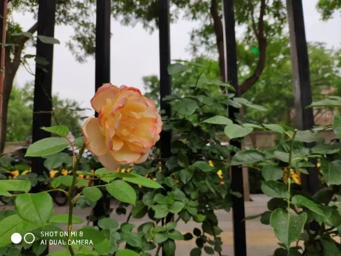 手机测评小米8系列怎么样啊,小米8手机优缺点深度解析