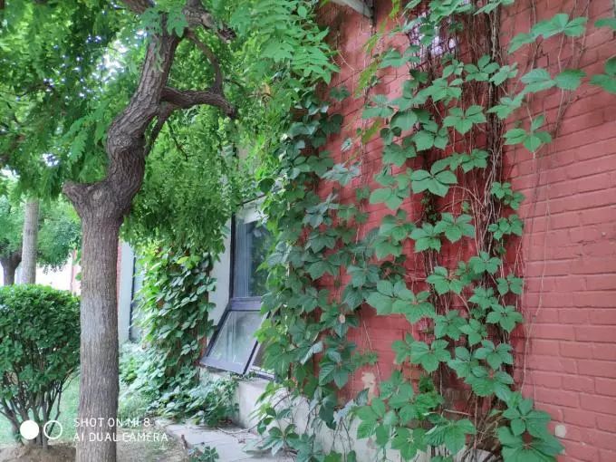 手机测评小米8系列怎么样啊,小米8手机优缺点深度解析