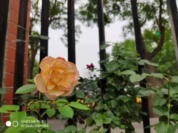 手机测评小米8系列怎么样啊,小米8手机优缺点深度解析