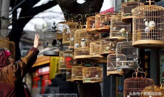 老北京鸟文化,老北京鸟的传说