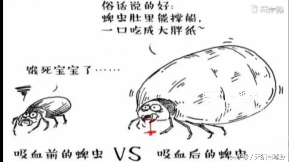 蛇虫叮咬怎么去除,避免蛇虫咬伤的安全措施