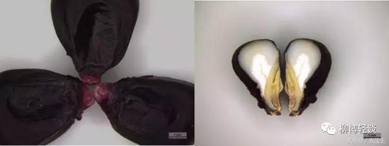 煮玉米会变色是什么情况,新鲜黑糯玉米会掉色染色吗