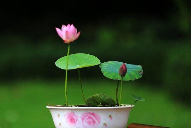 多肉绿植浇水的正确方法,多肉植物养花知识大全与技巧