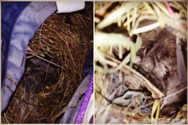 牛仔裤晾阳台一个月未收，无意中发现裤裆里有草，仔细一看乐了