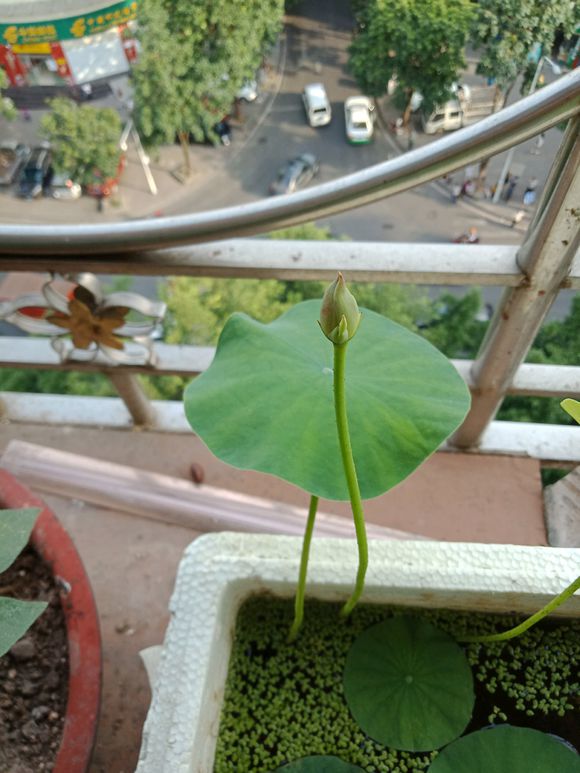 海碗养碗莲,四季开花碗莲生长全过程