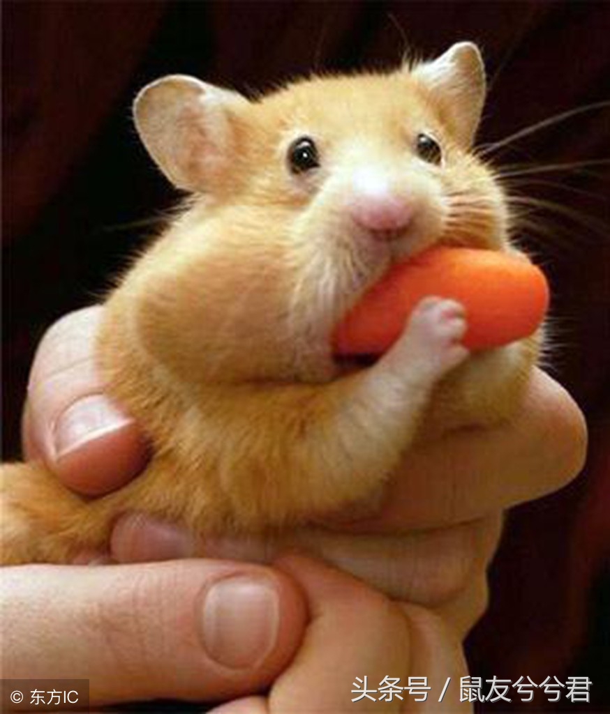 小仓鼠怎么避免生病或死亡,生病仓鼠饮食注意什么问题