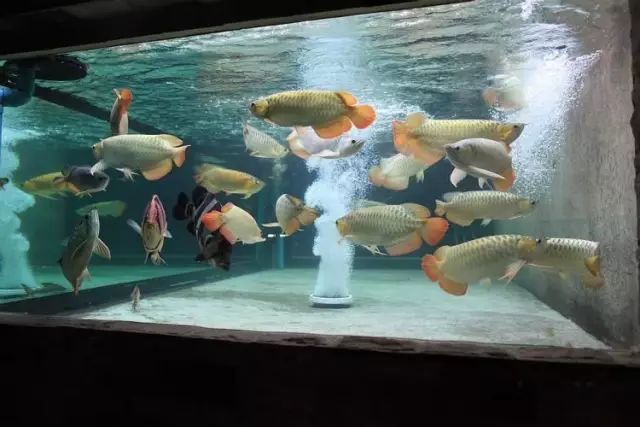 经典混养搭配,混养的问题及解决方法