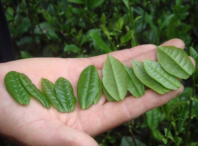 名茶六安瓜片的来历,名茶众多六安瓜片