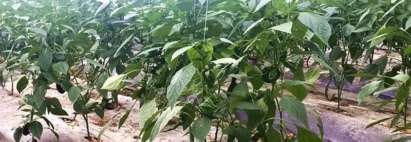 靠这些奇特“果果”也能致富？科技扶贫如有神助！