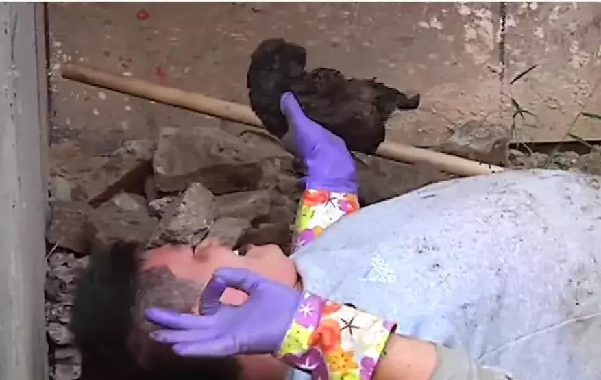 母狗将幼崽藏在下水管里,母狗总是把狗仔藏起来