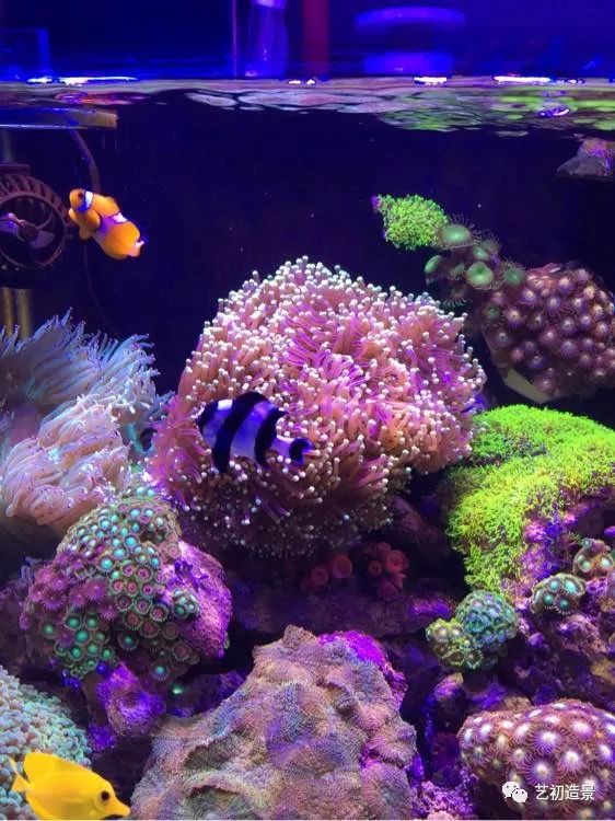 海缸方缸最合适的尺寸,超大海缸开缸教程新手入门