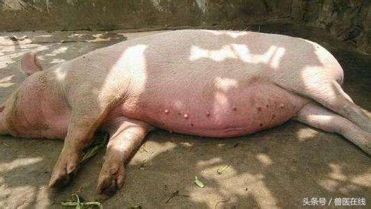 猪中暑后，千万不要乱打针！这里有治疗小妙招！养猪场收藏！