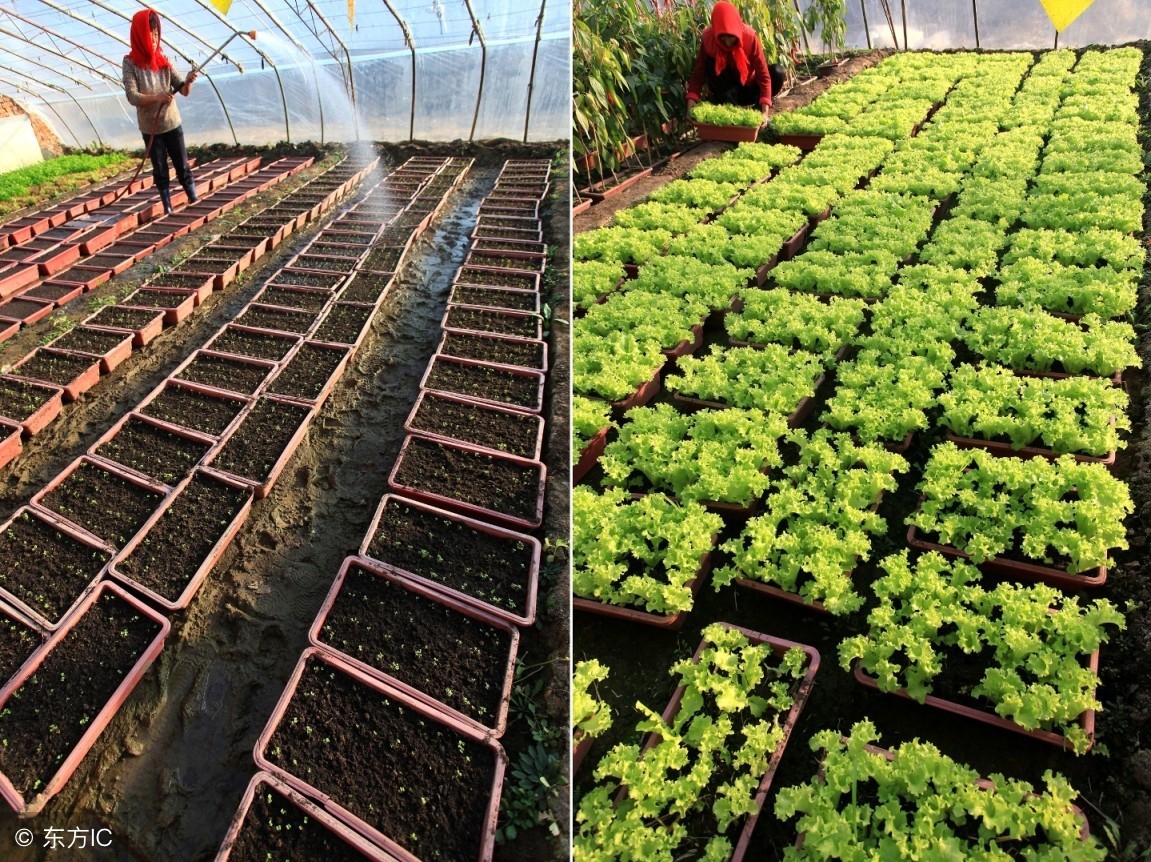 新型特色农业种植,农业大棚无土栽培基地