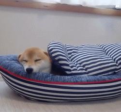 猫咪真的很喜欢欺负狗狗，就连汪星人舒适的小窝也要强行霸占