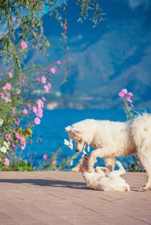 驻足眼前美景,泸沽湖的静谧之美