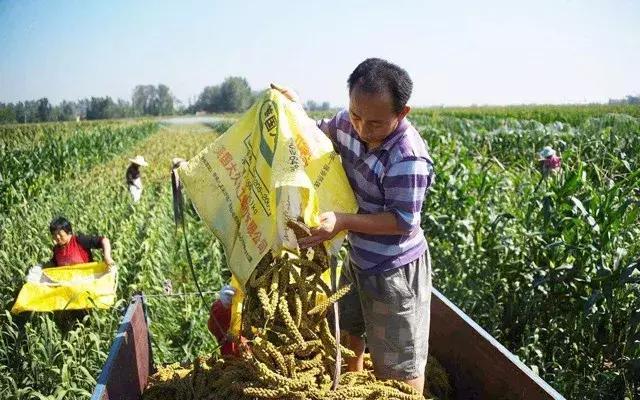 农民怎样申请农业家庭农场,农业合作社家庭农场申报项目