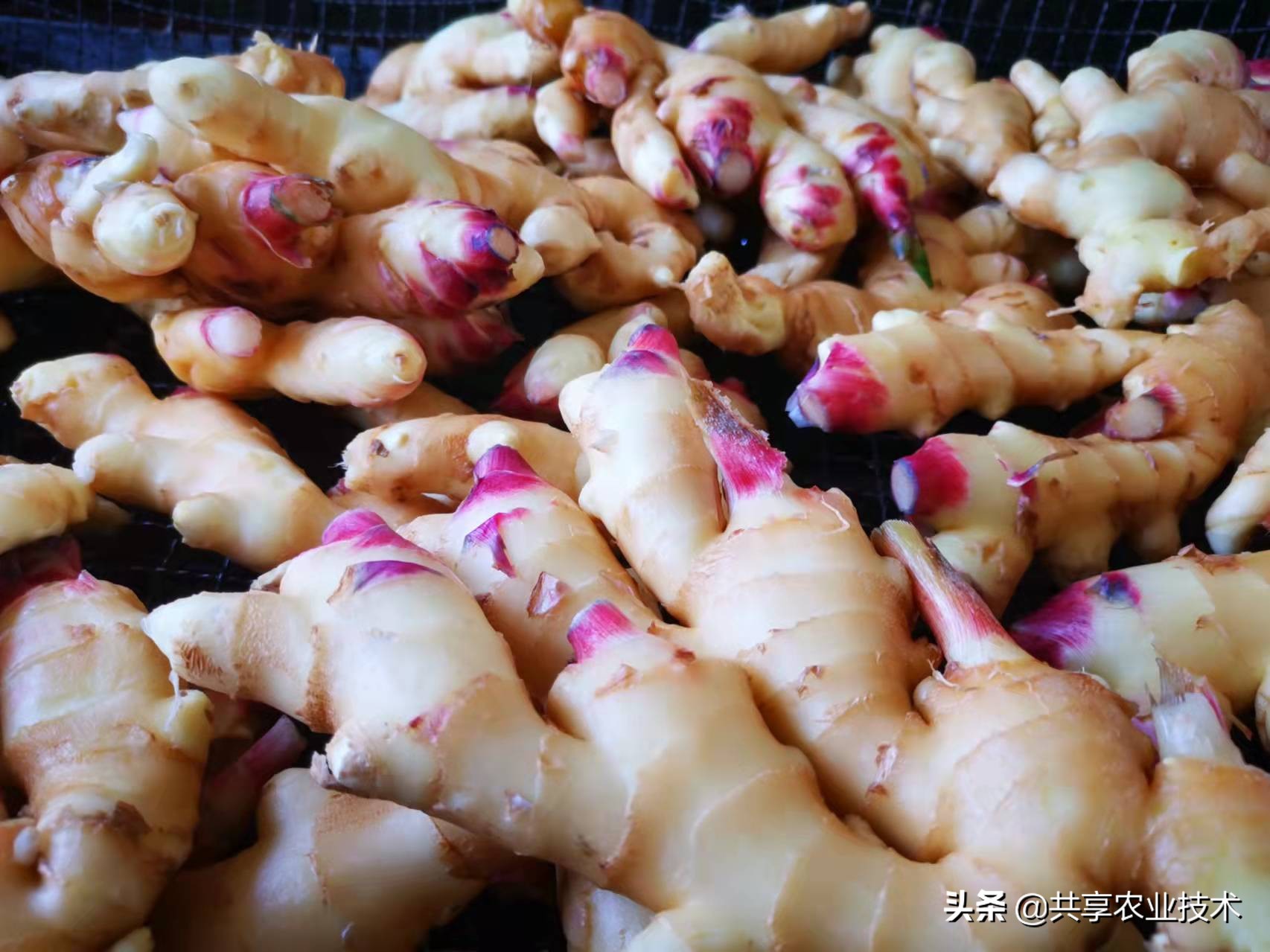 大姜以后的趋势,大姜年底会涨吗