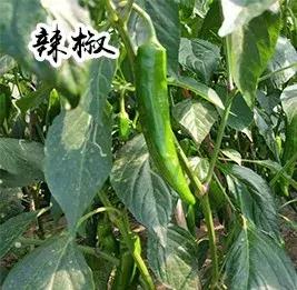 吉林长春农家乐有哪些,长春合心镇农家乐