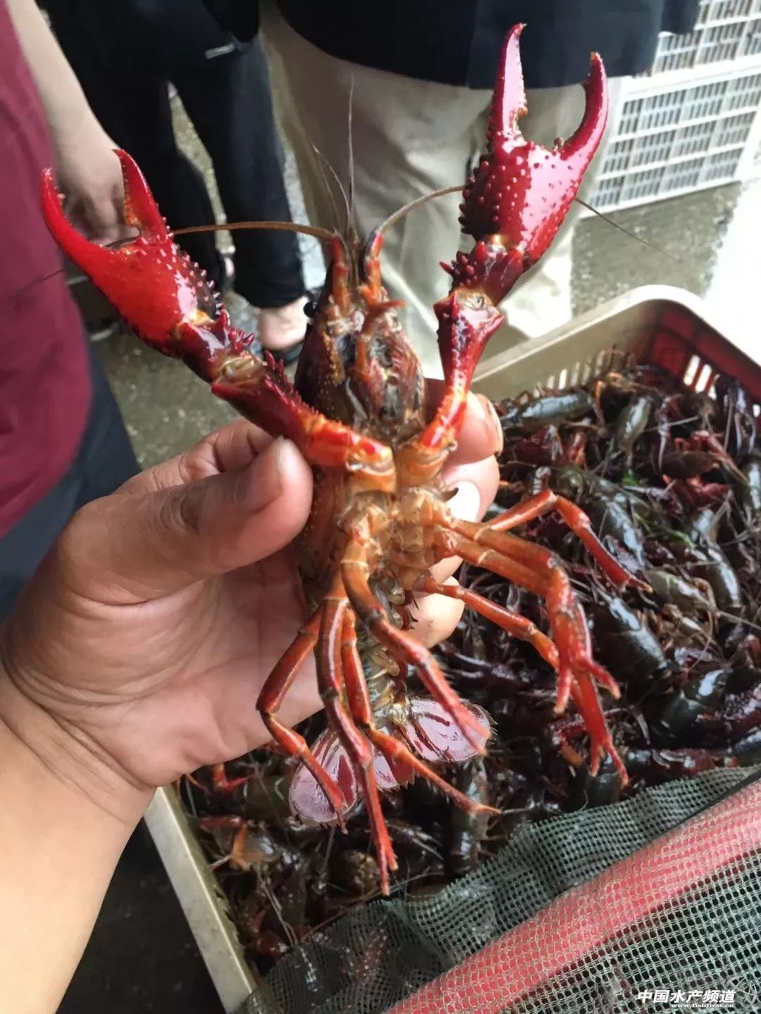 淡水塘养殖小龙虾,正规大棚养殖小龙虾