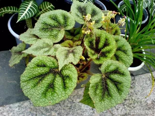 比绿萝吸甲醛更好的植物,最吸甲醛的绿植绿萝