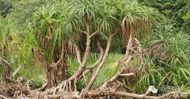 南澳海边一种神秘果实，99%的人不知道的奇特功效！