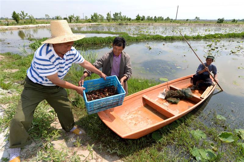 潜江油焖大虾发源地,湖北潜江五七油焖大虾火爆场面