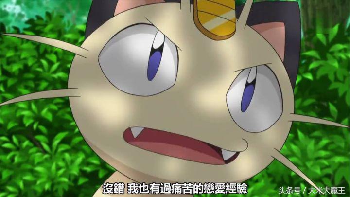 二次元猫知识科普 (二次元各种猫的介绍)