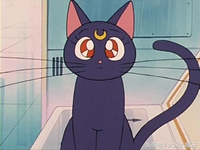 二次元猫知识科普 (二次元各种猫的介绍)