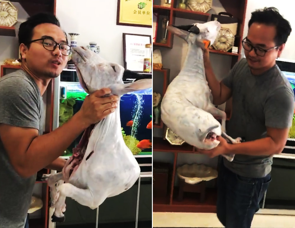 来海口吃羊肉,海南地道东山羊