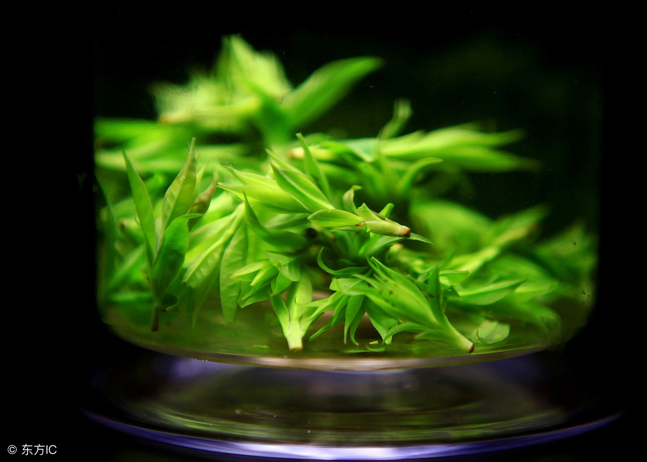 这茶全年可采，制茶简单，喝它告别降压药，应用广泛，种植有钱途