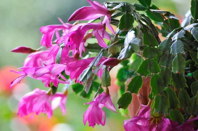 鲜花礼仪之送花意义及技巧,送花的礼仪和注意事项有哪些