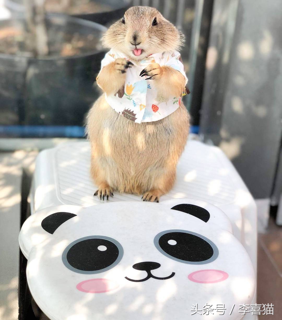黏人的土拨鼠,黏人可爱会撒娇的动物