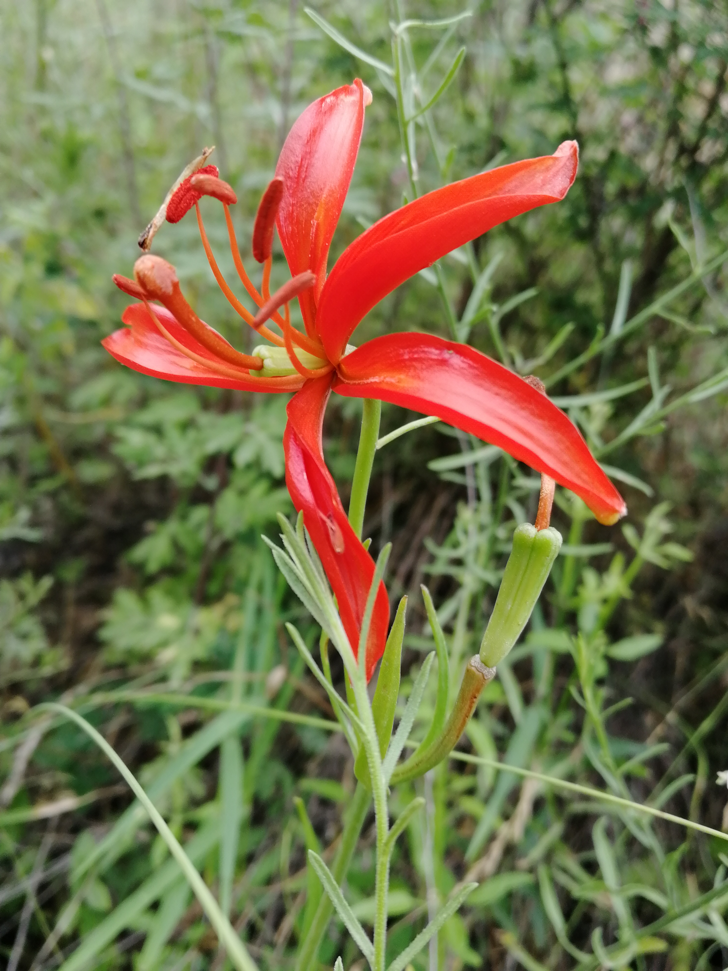 山丹丹开花红艳艳抖音素材,山丹丹花开红艳艳文字