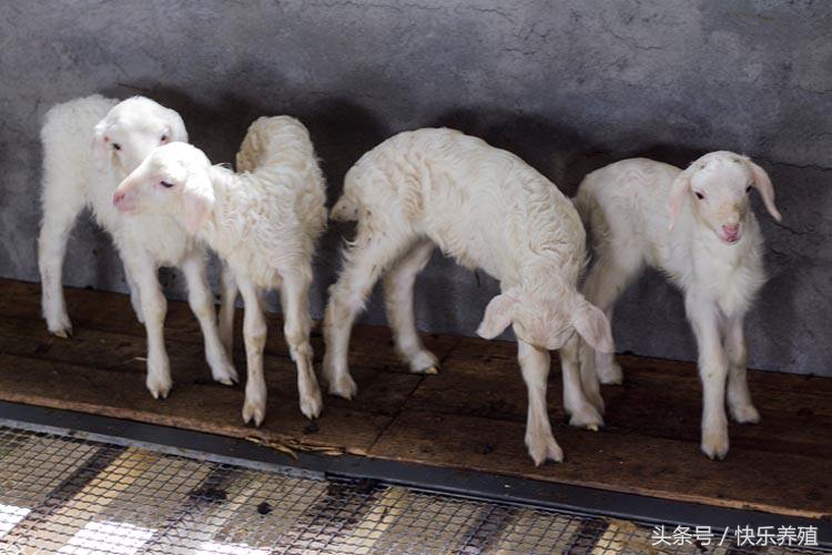 羔羊为什么死亡率高,新手养羊如何提高小羊羔存活率