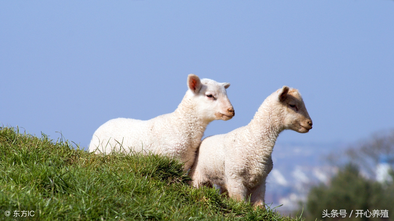 养殖羊常见的寄生虫,养羊技术羊寄生虫病的预防