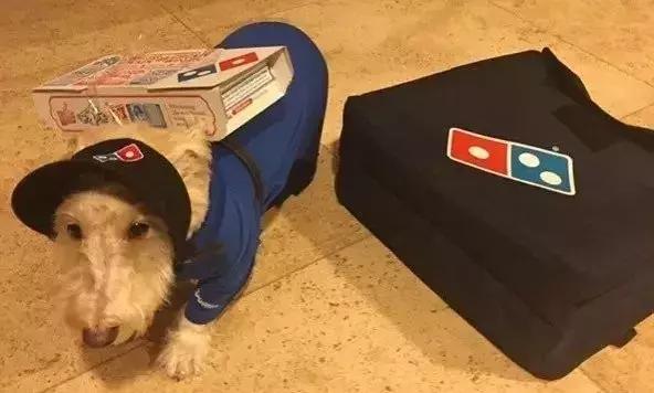 “带狗上班日”这只警犬就带着它的宠物狗狗来上班了……