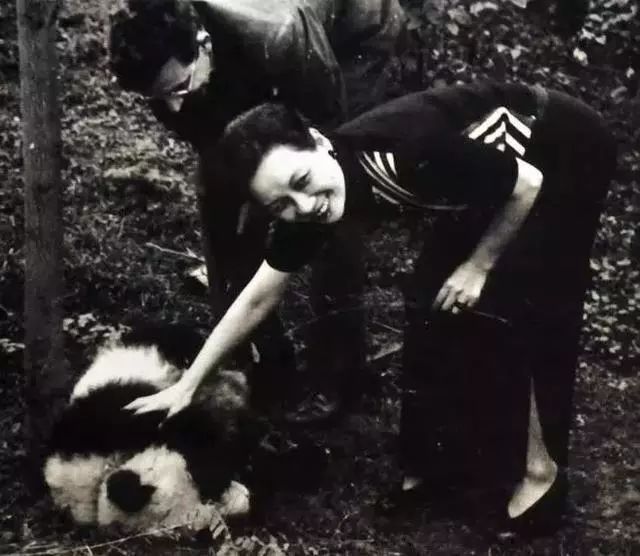 世界上最高龄大熊猫,大熊猫战兽