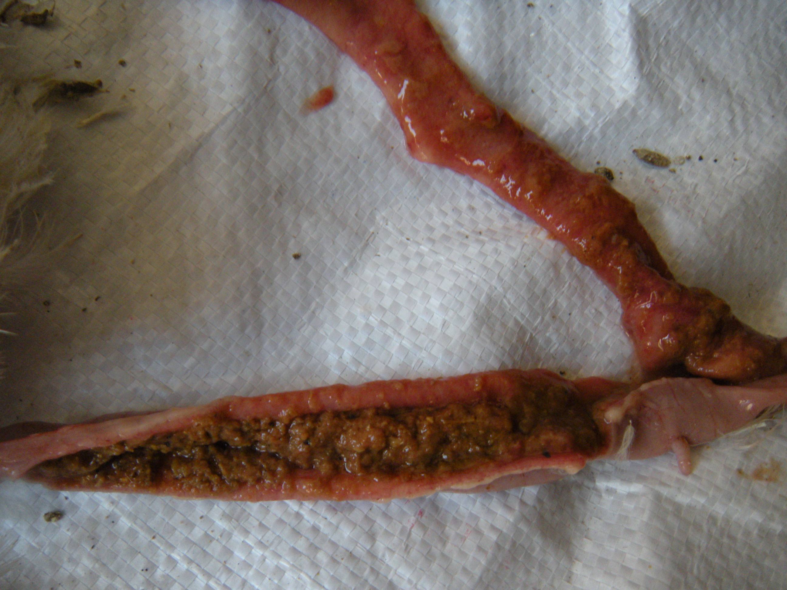 肉鸡腺肌胃炎放什么药,肉鸡腺肌胃炎有哪些症状