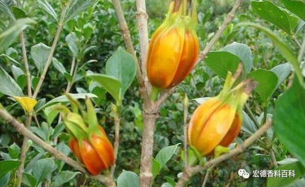 卤水黄栀子加多了会怎么样,为什么卤水用黄栀子变黑了