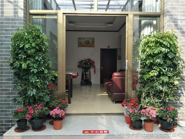 梨木台古树农家院,蓟县梨木台兴业缘农家院